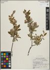 Foto von Salix pedicellaris Pursh